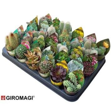 image CACTUS SUCCULENTE VARIE