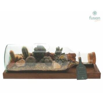 image COMPO CACTUS X7 VERRE FORME BOUTEILLE