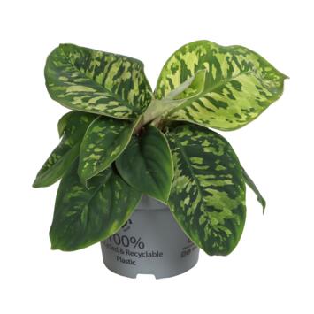 image HOMALOMENA CAMOUFLAGE