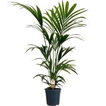 image KENTIA FORSTERIANA