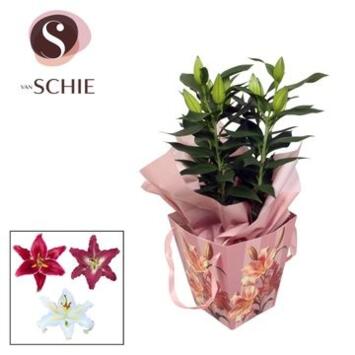 image LILIUM 3PP SAC