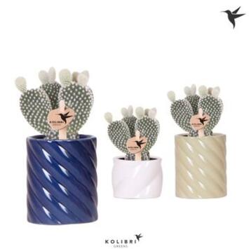 image CACTUS OPUNTIA CERAM