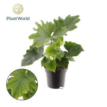 image PHILODENDRON SELLOUM