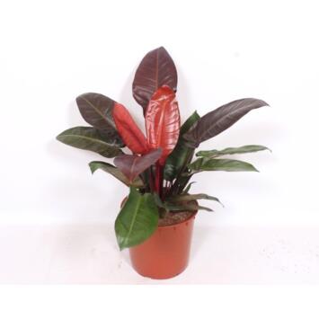 image PHILODENDRON SUN RED