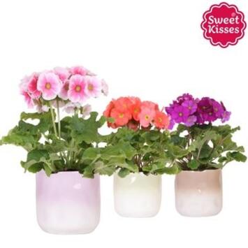 image PRIMEVERE OBCONICA CERAM