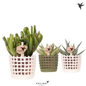 image SUCCULENTE CERAM