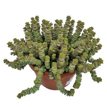 image CRASSULA MARNIERIANA
