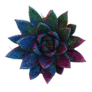 image ECHEVERIA MIRANDA PAILLETTE