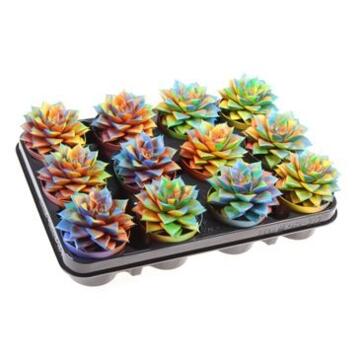 image ECHEVERIA PURPUSORUM TEINTE VARIE