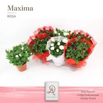 image ROSIER AMOROSA VARIES