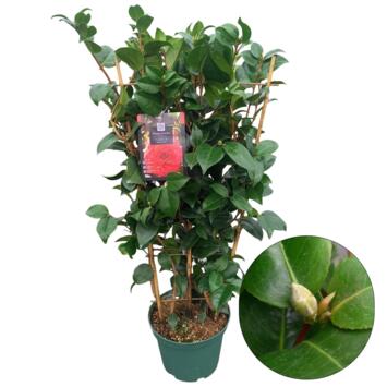 image CAMELLIA JAPONICA ROUGE PALISSE