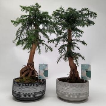 image ARAUCARIA BONSAI