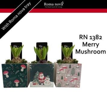 image JACINTHE X1 BAC BOIS NOEL