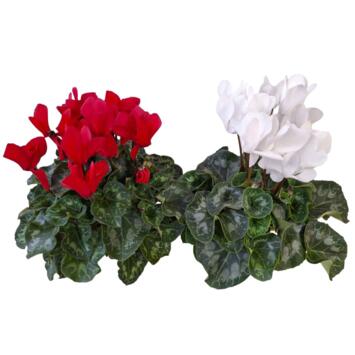 image CYCLAMEN 25/30  ROUGE ET BLANC