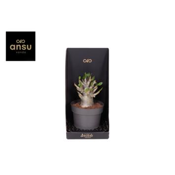 image ADENIUM  ANSU BAOBAB