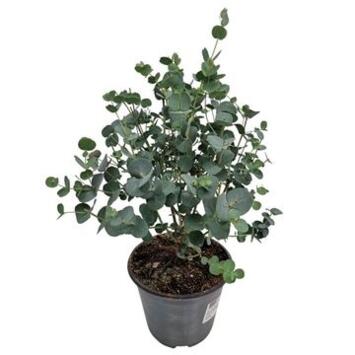 image EUCALYPTUS GUNNII