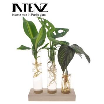 image PLANTE VERTE VARIEE TUBE VERRE BOIS