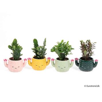 image CACTUS VARIE CERAM