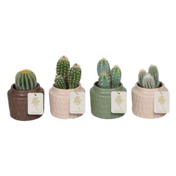 image CACTUS VARIE CERAM