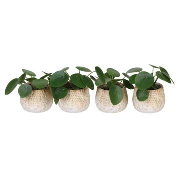 image PILEA PEPEROMOIDES CERAM