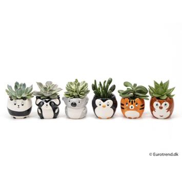 image SUCCULENTE CERAM ANIMAUX