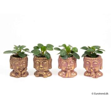 image PILEA PEPEROMOIDES CERAM BOUDDHA