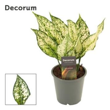 image AGLAONEMA WHITE DIAMOND