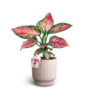 image AGLAONEMA OINKY PROMISE CERAM
