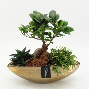image COMPO 3 PLANTES ZINC