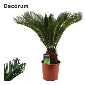 image CYCAS REVOLUTA