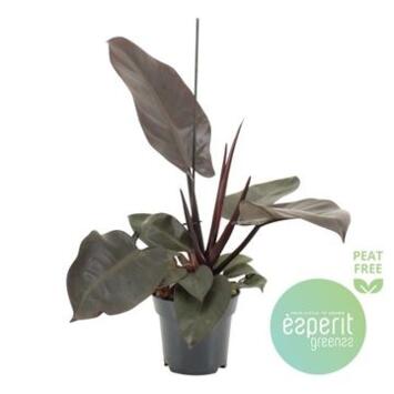 image PHILODENDRON BLACK CARDINAL