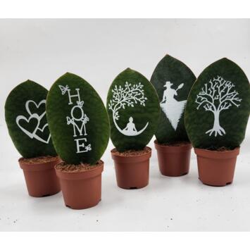 image SANSEVIERIA GRAVE