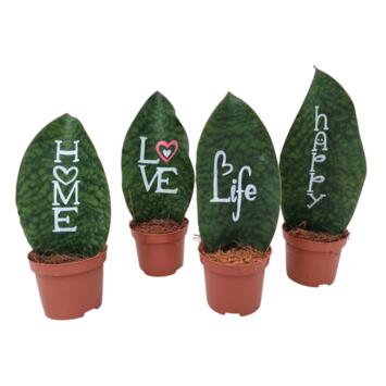 image SANSEVIERIA GRAVE