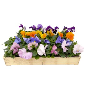 image PENSEE CAGETTE X24