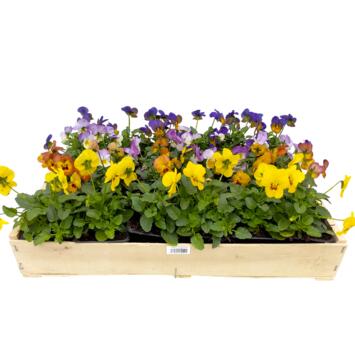 image PENSEE CORNUTA CAGETTE X24