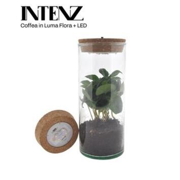 image COFFEA ARABICA VERRE