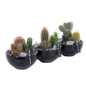 image CACTUS X3 CERAM