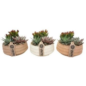 image SUCCULENTE X3 CERAM