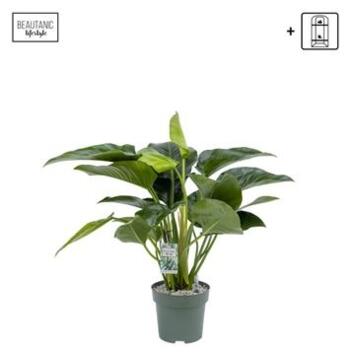 image PHILODENDRON GREEN BEAUTY