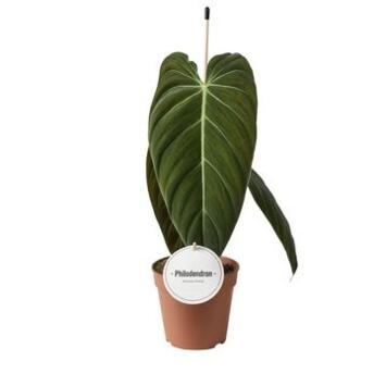 image PHILODENDRON MELANOCHRYSUM