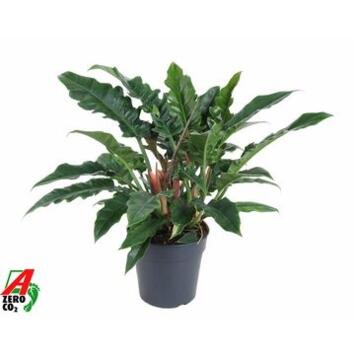 image PHILODENDRON NARROW ESCAPE