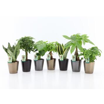 image PLANTE VERTE CERAM