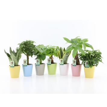 image PLANTE VERTE CERAM