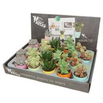 image SUCCULENTE POT MAGNETIQUE