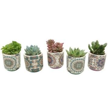 image SUCCULENTE CERAM