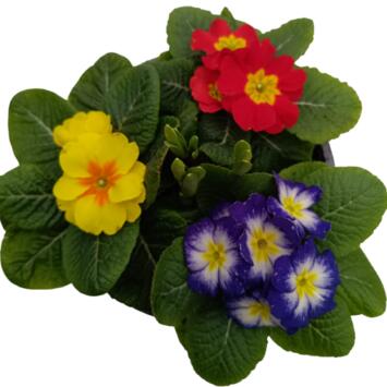 image PRIMEVERE X3 NARCISSE X1 COUPE TERRE