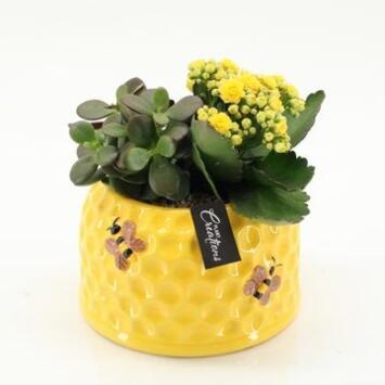 image COMPO KALANCHOE CERAM