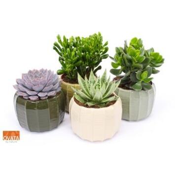 image SUCCULENTE CERAM