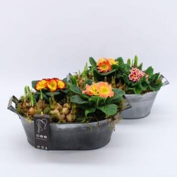 image PRIMEVERE ACAULIS X2 BULBES  ZINC