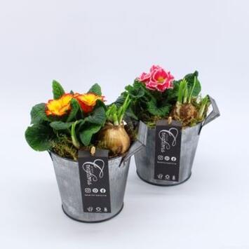 image PRIMEVERE ACAULIS X1 BULBES  ZINC